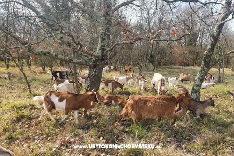 Apartments Kero – photo 16