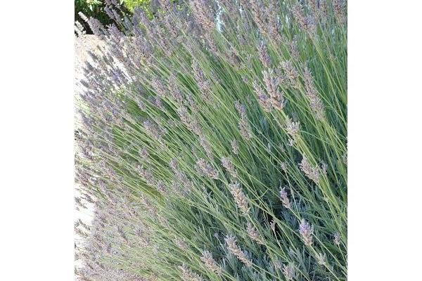 Apartments Jambrovic – photo 21