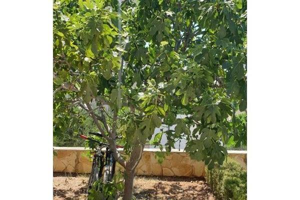 Apartments Jambrovic – photo 22