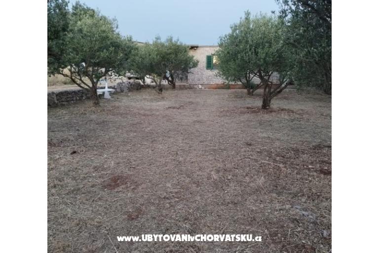 Olive grove – photo 3