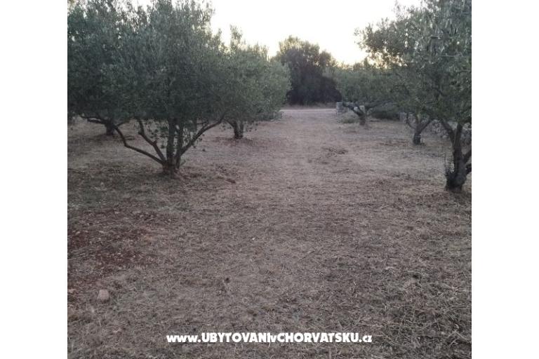 Olive grove – photo 4
