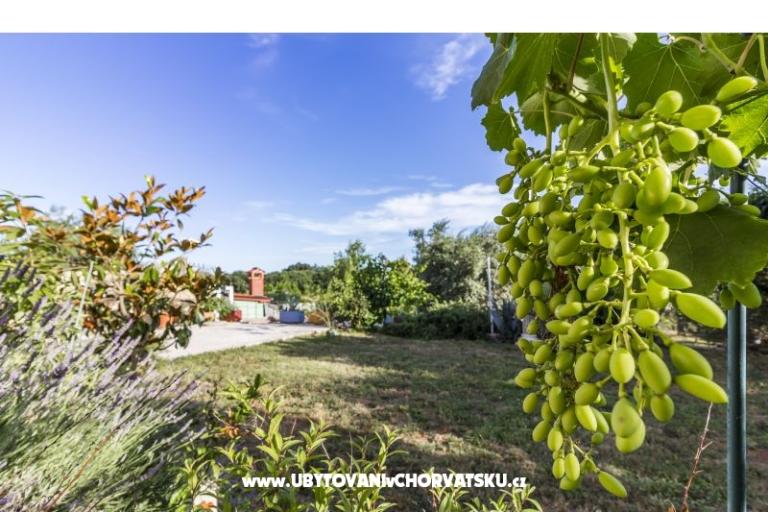 Apartment Mika – photo 12