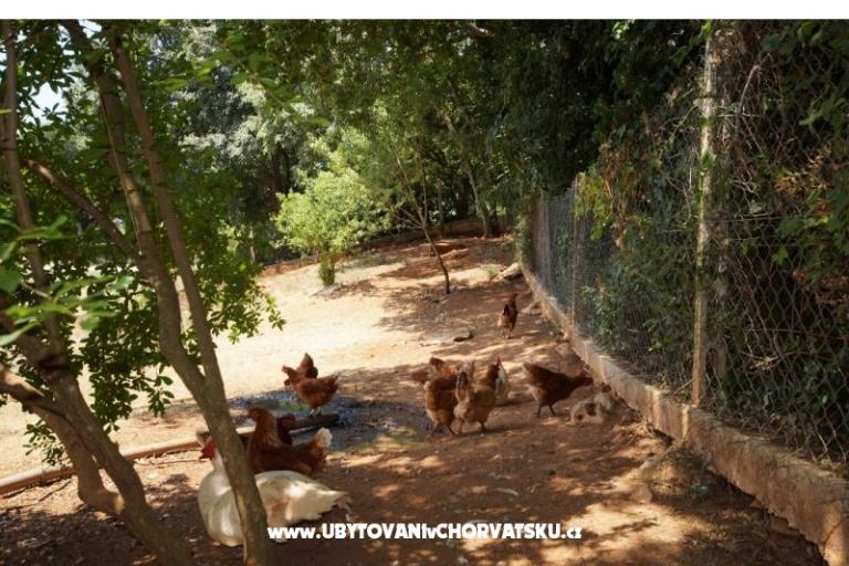 House Corina – photo 18