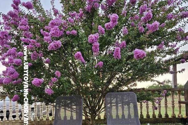 Kristina Apartments – photo 3