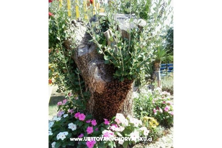 Apartments- Villa Ilijic – photo 10