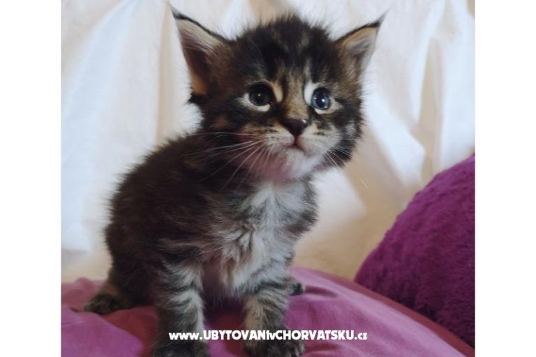 Apartments CAPE – photo 26