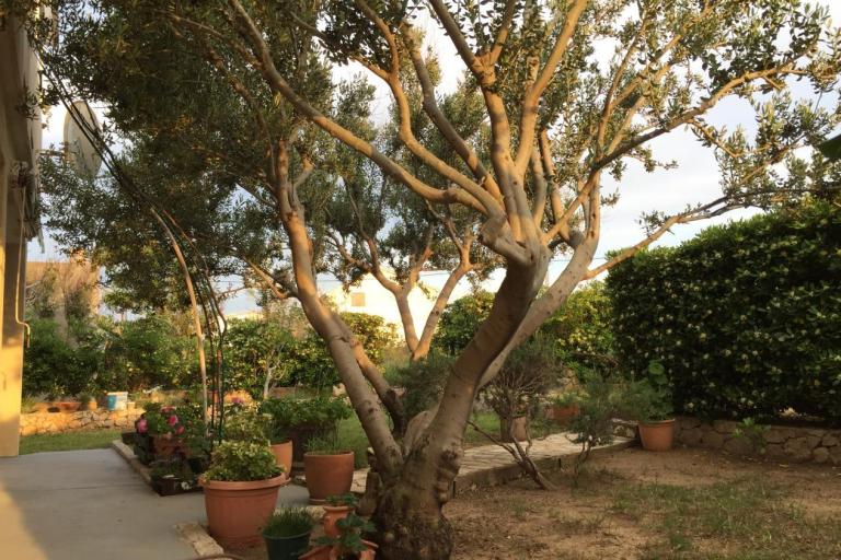 Apartments Biba i Luce – photo 2