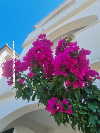 Apartments Ana – photo 9