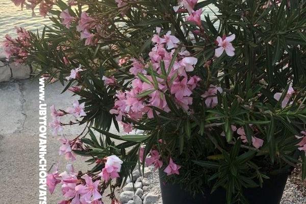 Apartments Ruža – photo 28