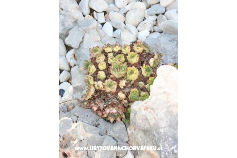 Apartments Vesna – photo 4