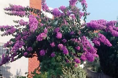 Matanovi dvori – photo 7