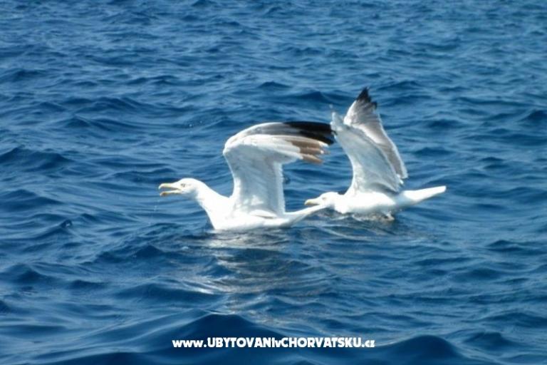 Apartment Mendula – photo 12