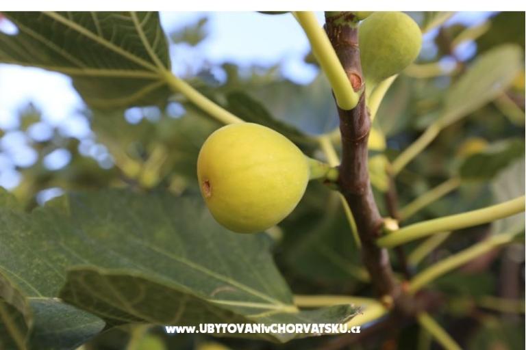 Vinka apartments DIREKT NA PLAŽI – photo 15