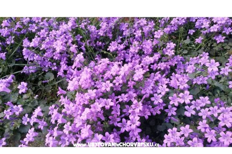 Apartments Ida &amp; Sandra – photo 16