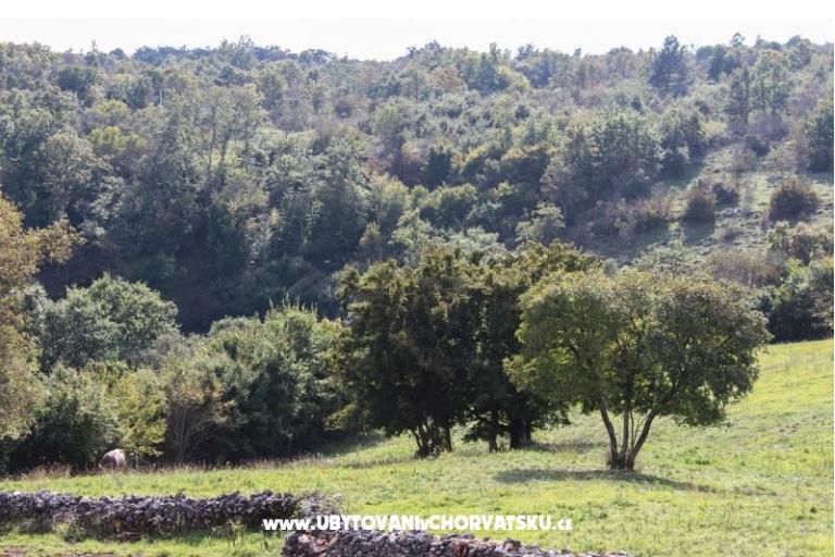 Arton Vila – photo 18