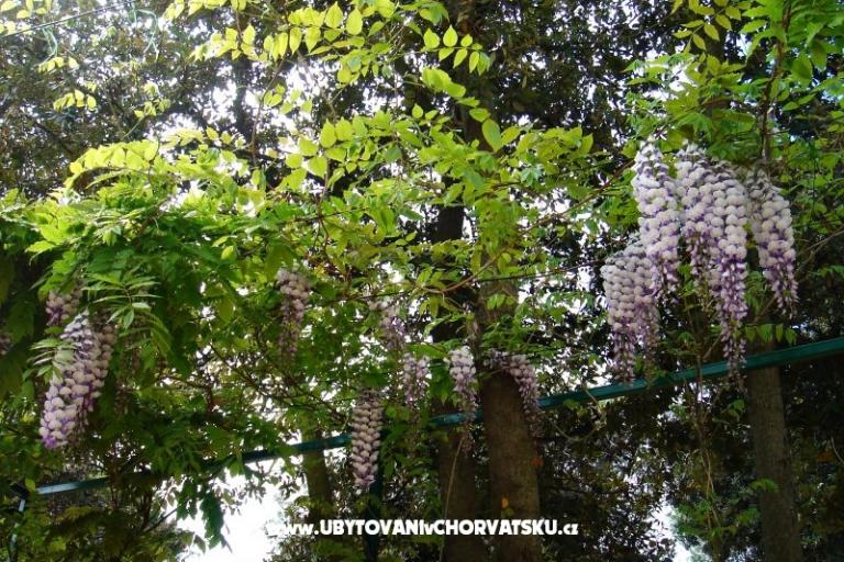 GREEN GARDEN &amp; BUENA VISTA  – photo 12