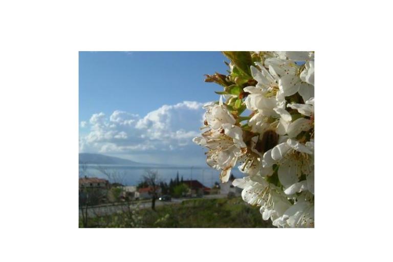 Apartments Klara – photo 8