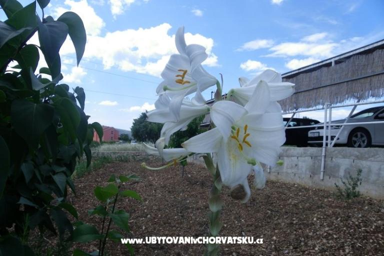 Apartments Ante-Gojko – photo 11