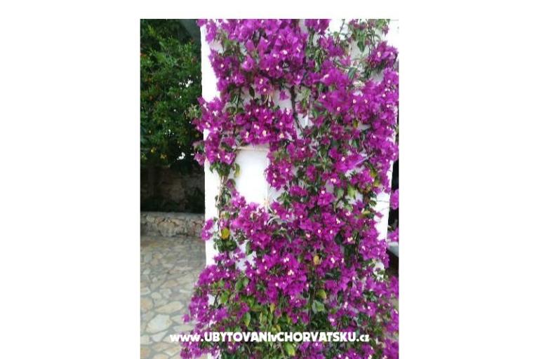 Apartments Monika – photo 13