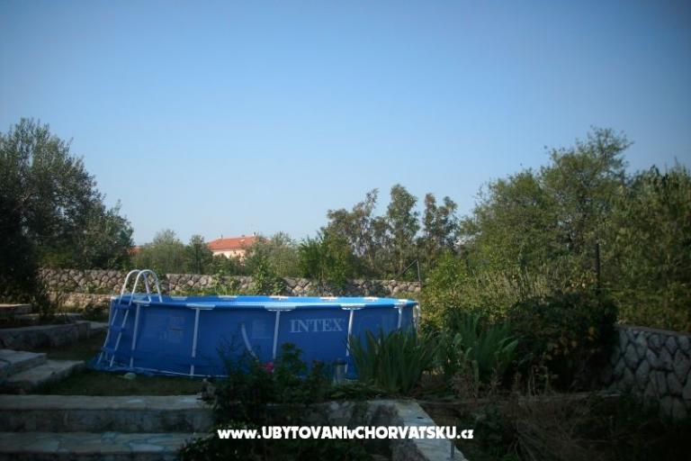 Dalmatian – photo 3