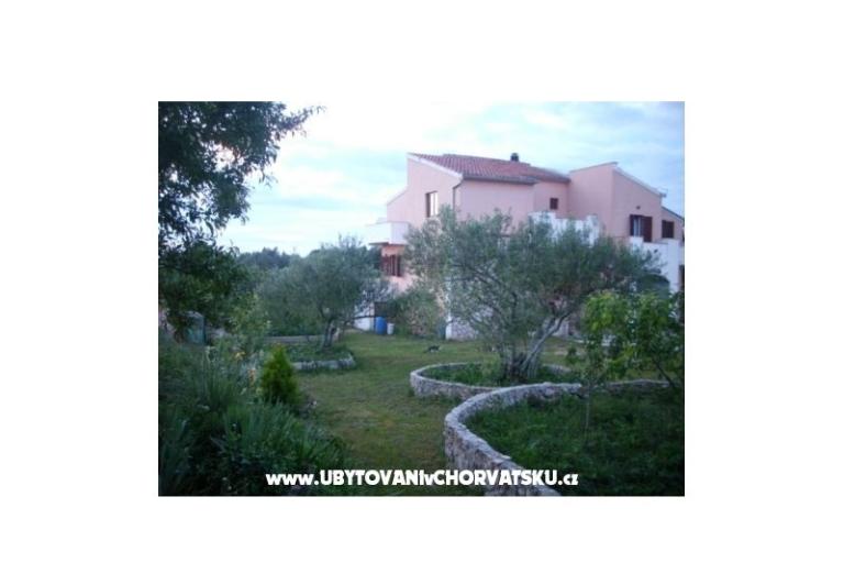 Dalmatian – photo 6
