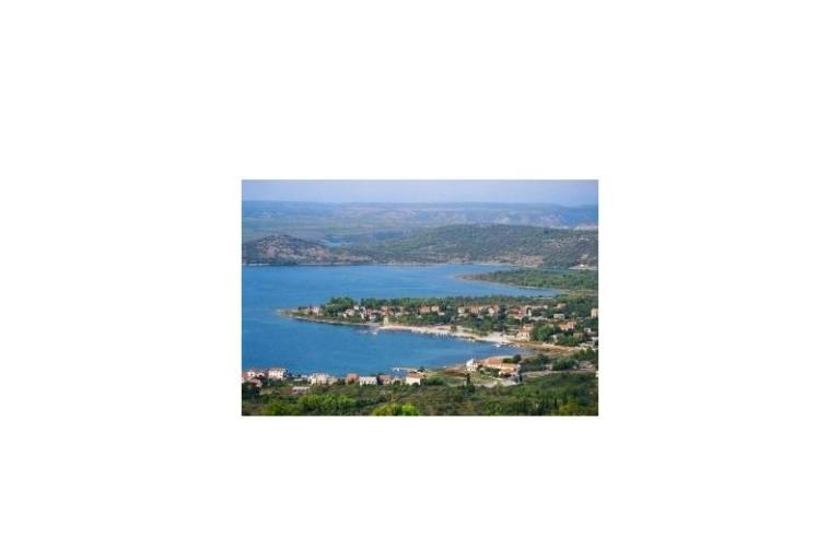 Dalmatian – photo 7