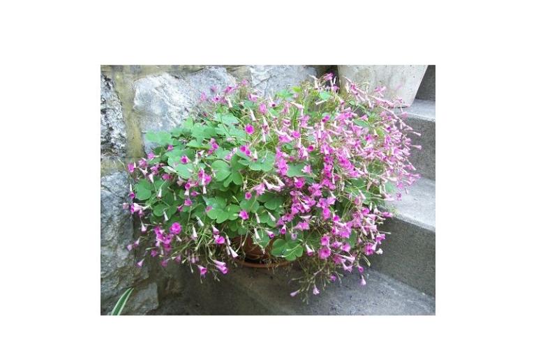 Apartments POLAČA - Slano – photo 15