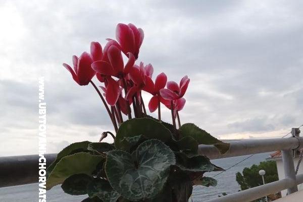 Apartment Jagoda – photo 23