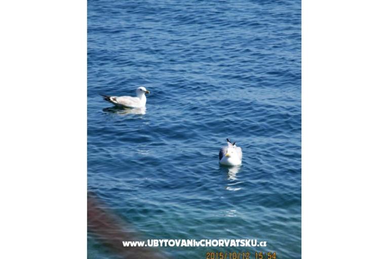 Colić Apartments  – photo 16