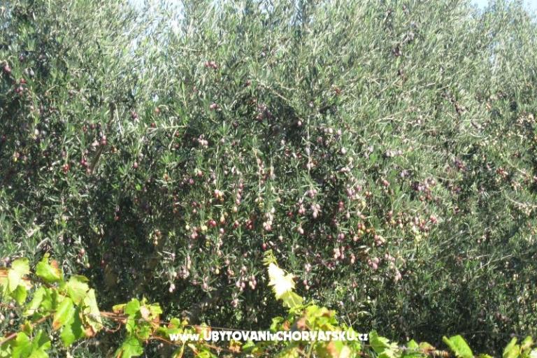 Apartments Čorić – photo 11