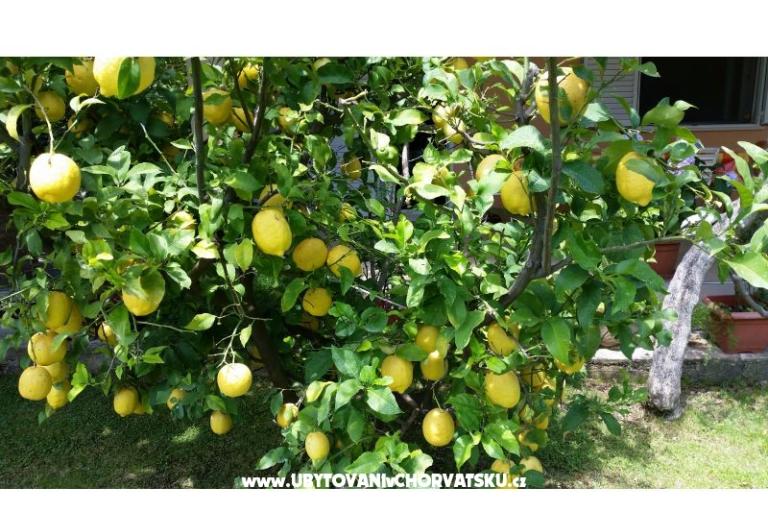 Apartments Bijelić – photo 9