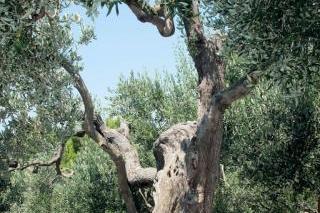 Apartments Marin – photo 5