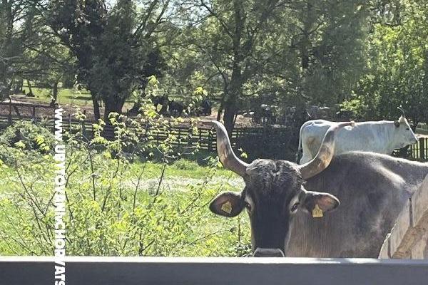 Holiday House Gabi – photo 14