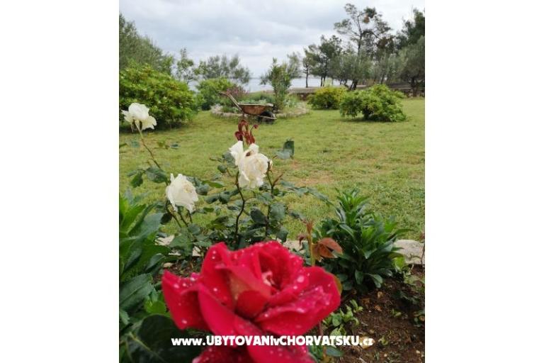 Apartments Pedic – photo 6