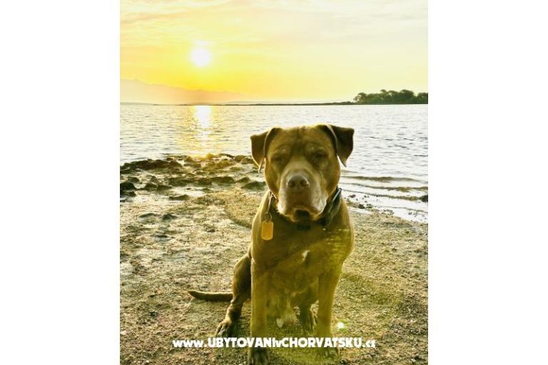 House Šijak – photo 7