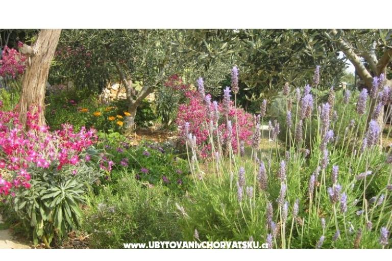 Apartments Goga – photo 9