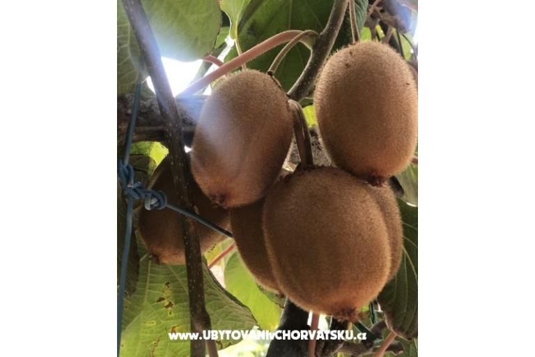 Kiwi House – photo 2