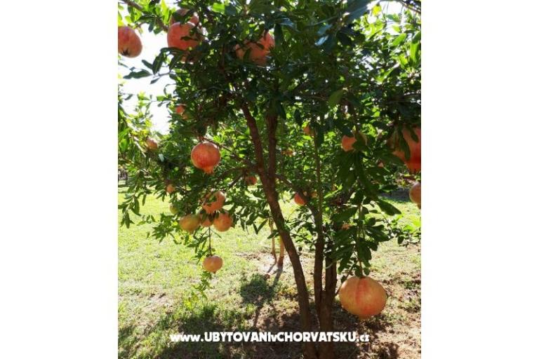 Villa Tanja *** – photo 12