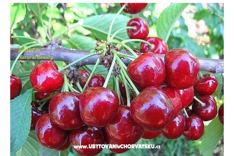 Villa Tanja *** – photo 15