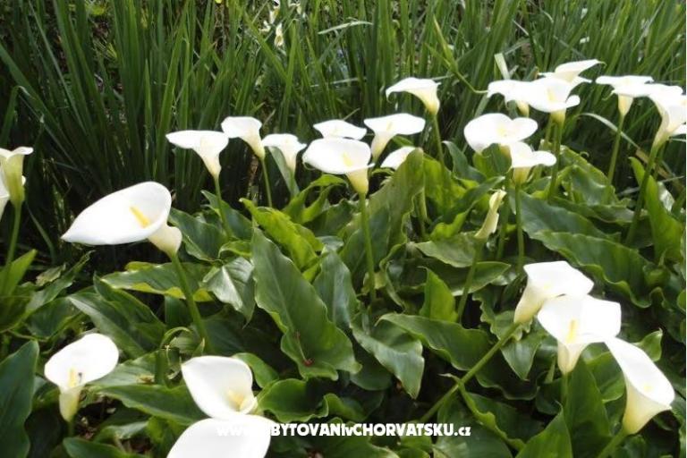 Villa Tanja *** – photo 5