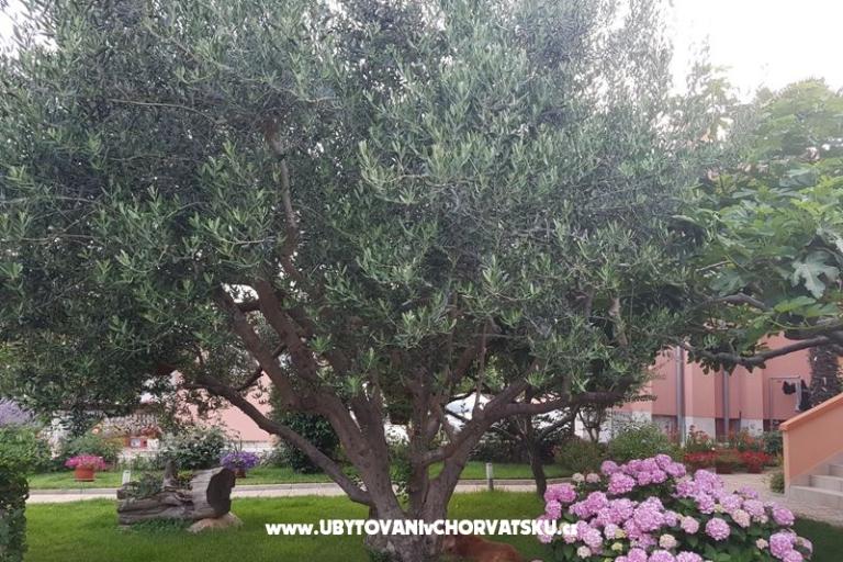 Apartments Riva – photo 4