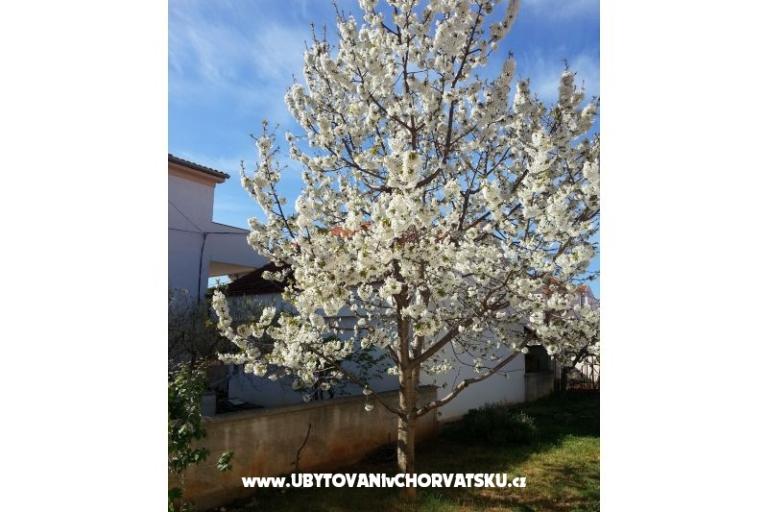 Apartments Stela – photo 9