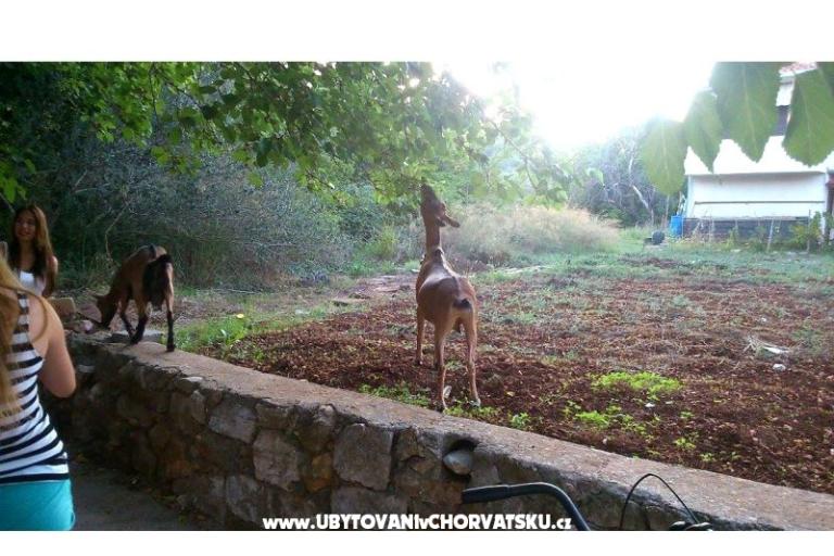 Esso Grande – photo 12