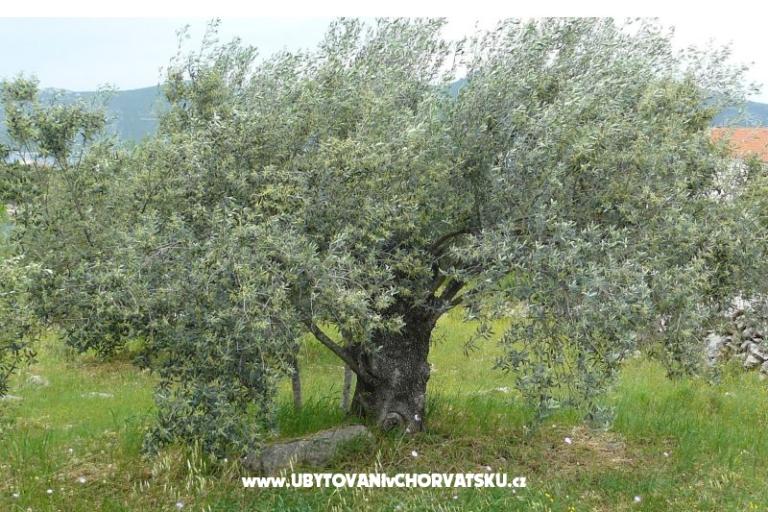 Esso Grande – photo 7