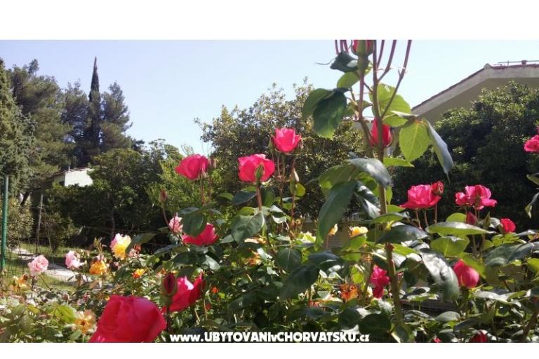 Love Zaostrog – photo 3