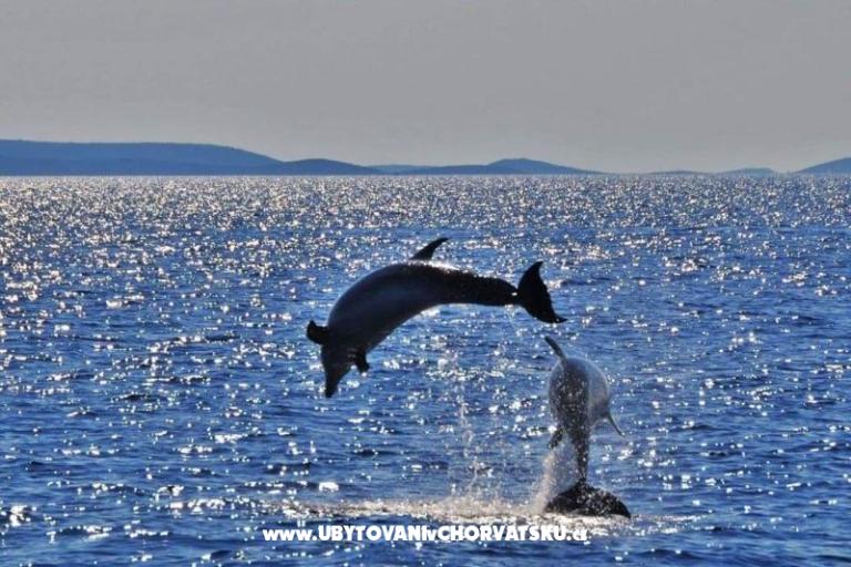 Apartments Eva &amp; Ante – photo 19